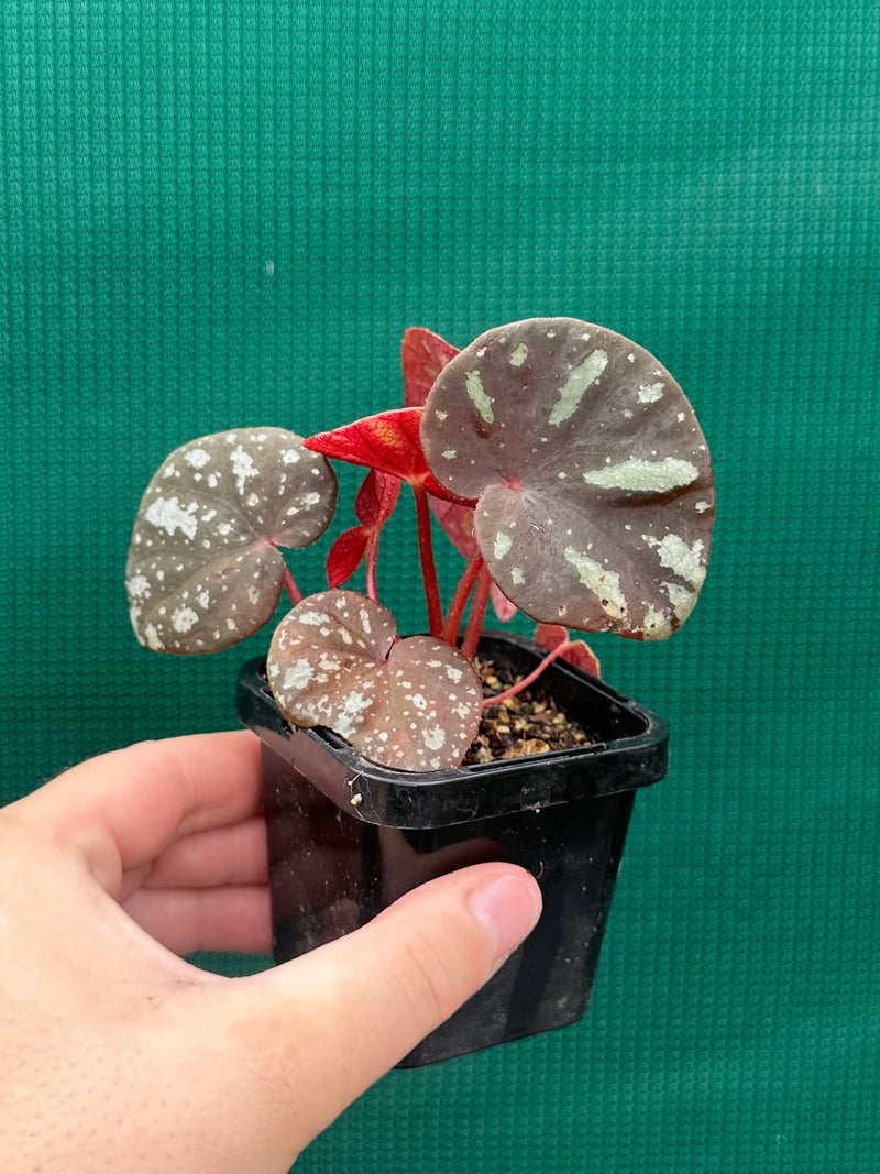 Begonia balansana