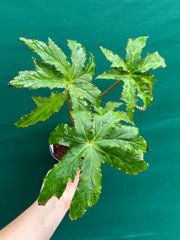 Begonia ‘RB Hybrid 456’