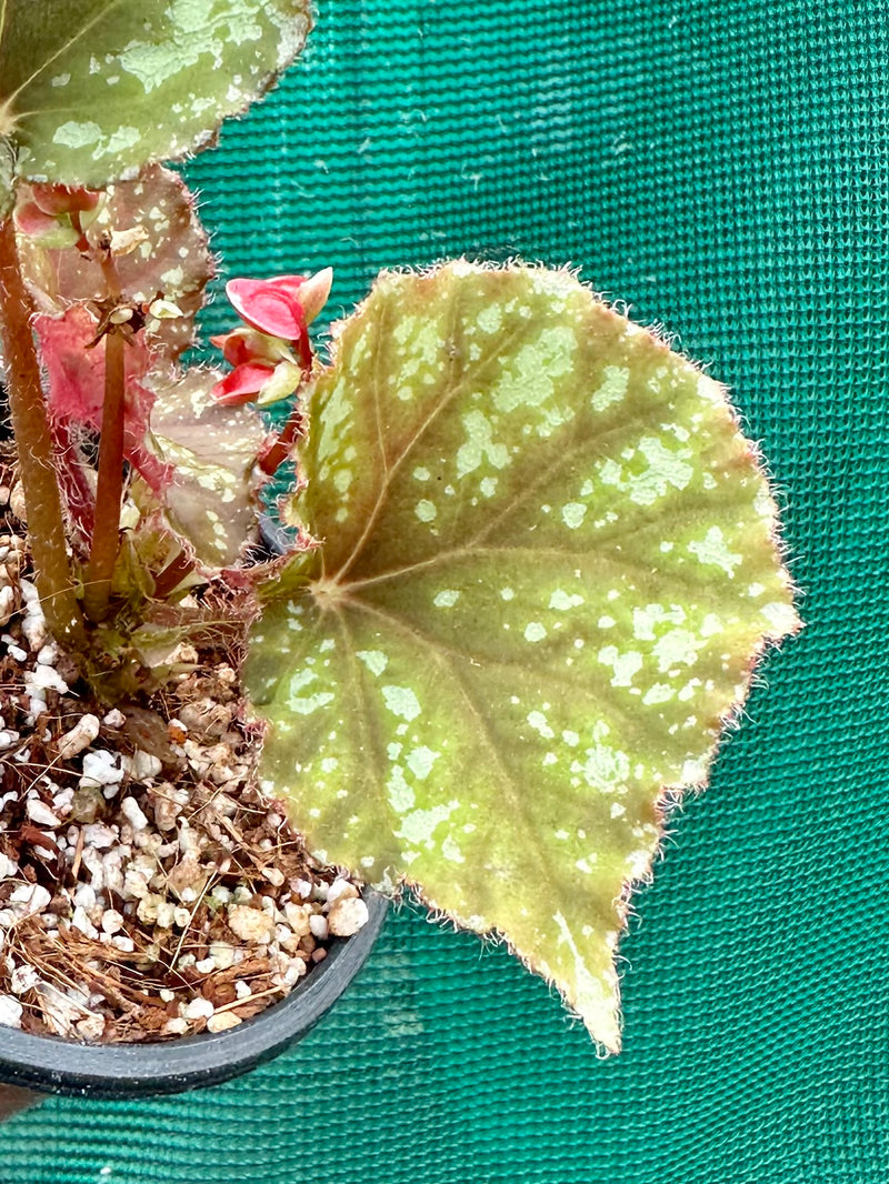 Begonia Luzonensis NEW