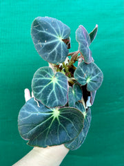 Begonia subacida (sp. Brazil)