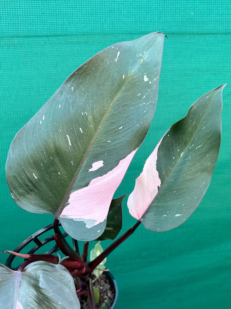Philodendron ‘Pink Princess’