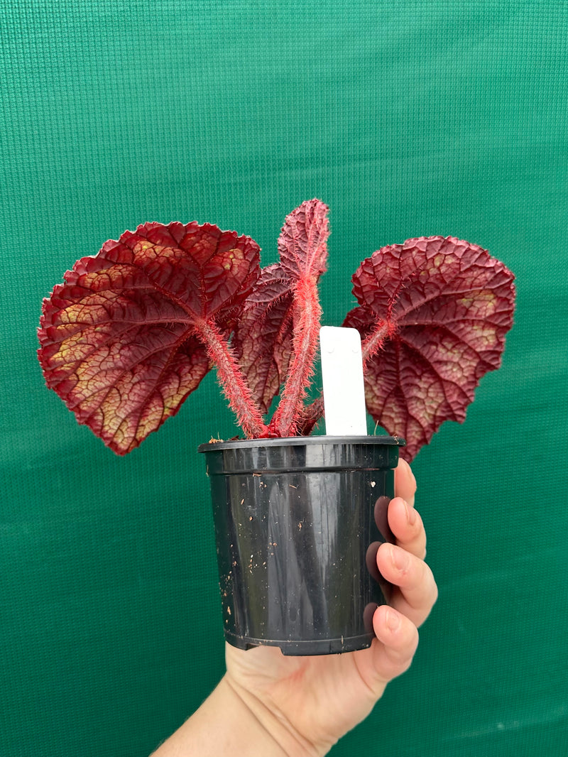 Begonia ‘Ace of Spades’