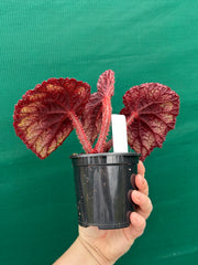 Begonia ‘Ace of Spades’