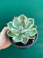 Agave kissho kan