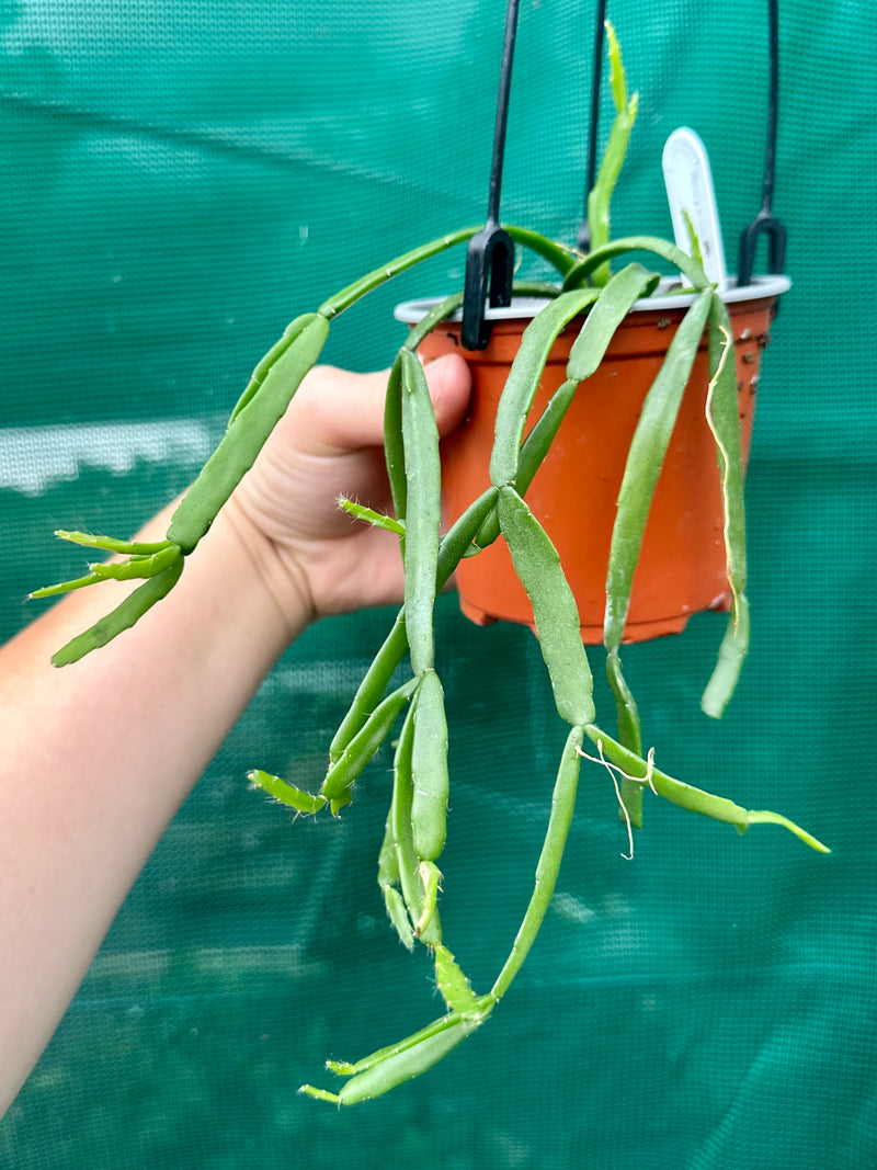 Rhipsalis Micrantha