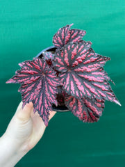 Begonia ‘Bewitch Red Black’ NEW