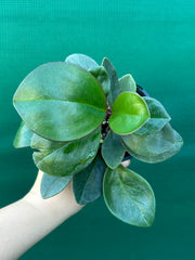 Peperomia ‘Red Edge’