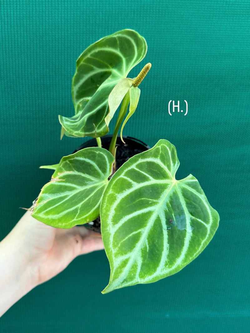 Anthurium crystallinum hybrid NEW