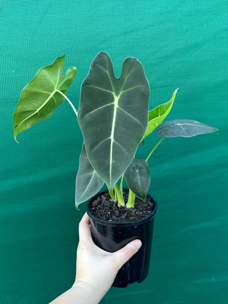 Alocasia ‘Green Velvet’