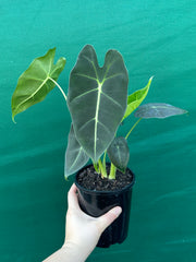 Alocasia ‘Green Velvet’