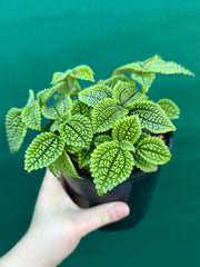 Pilea involucrata