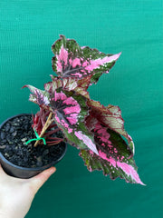 Begonia NOID 33