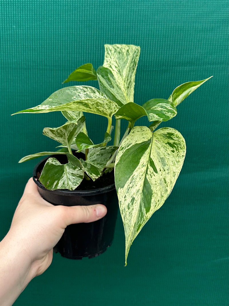 Pothos 'Marble Queen'
