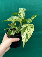 Pothos 'Marble Queen'