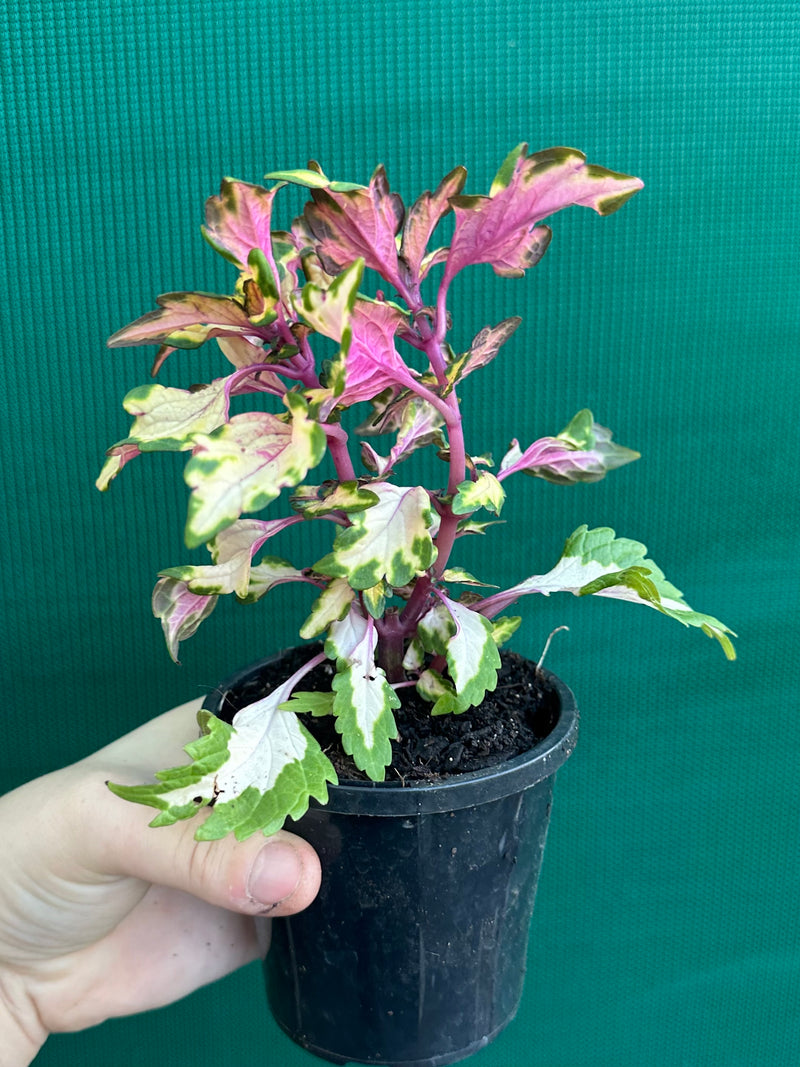 Coleus NOID 7