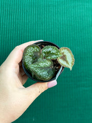 Begonia morsei
