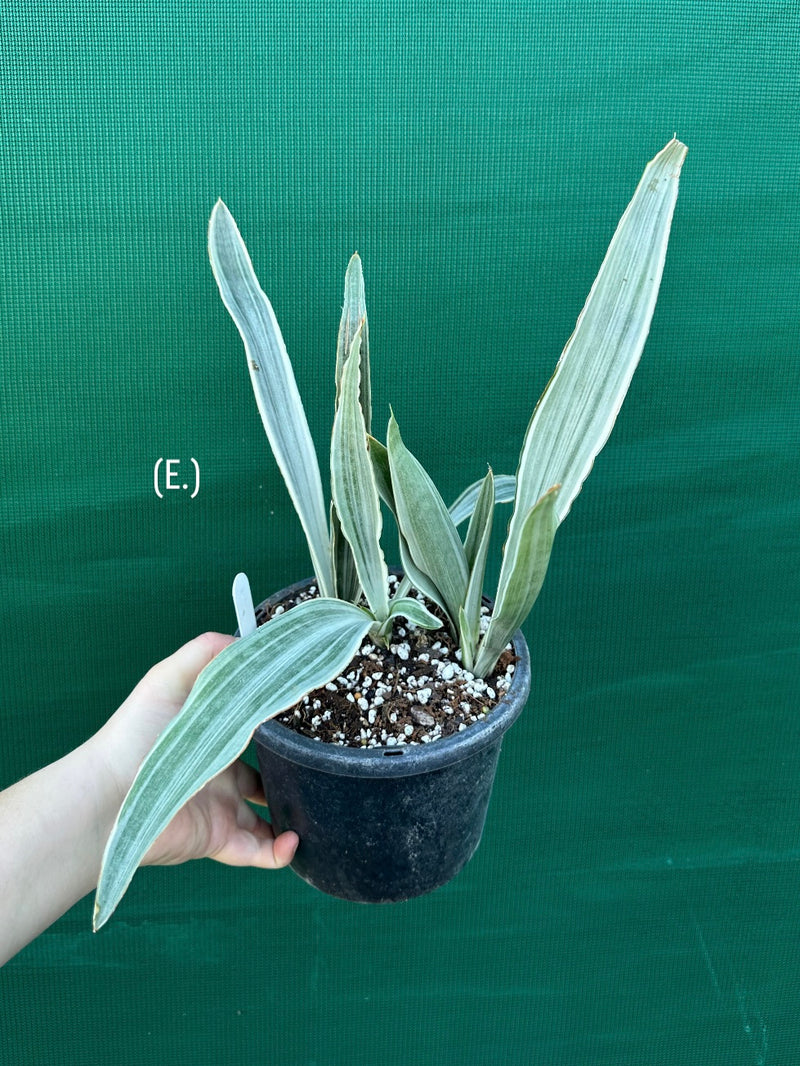 Sansevieria ‘Siam Silver’ NEW