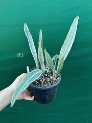 Sansevieria ‘Siam Silver’ NEW