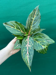 Aglaonema ‘Ammaj Jareon’ NEW
