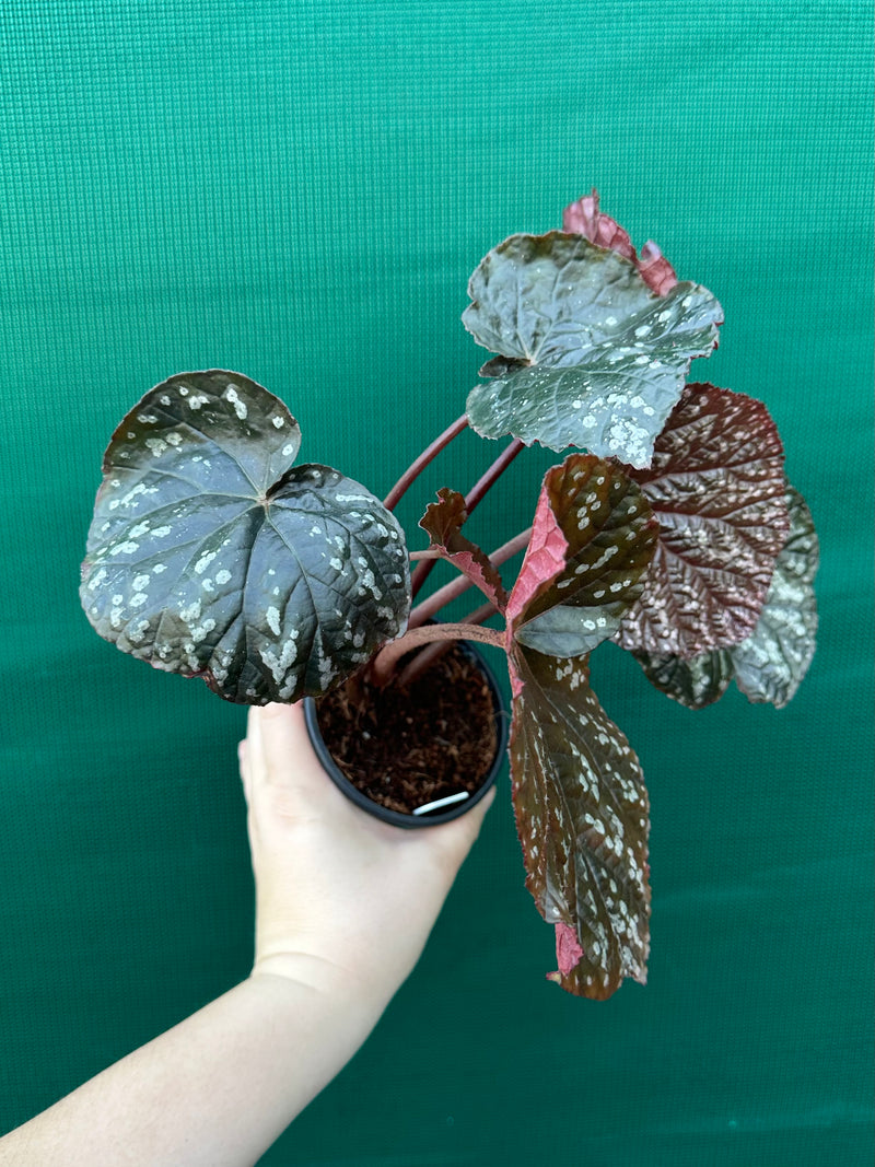 Begonia ‘Silver Galaxy’