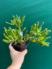 Crassula ovata ‘Skinny Fingers’ NEW