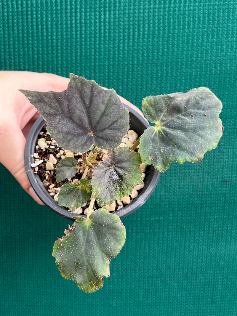 Begonia ‘Capricorn Sunset’