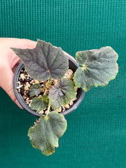 Begonia ‘Capricorn Sunset’