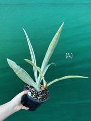 Sansevieria ‘Siam Silver’ NEW