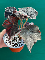 Begonia ‘Shilo’