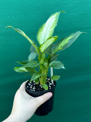 Dieffenbachia ‘Camille’ NEW