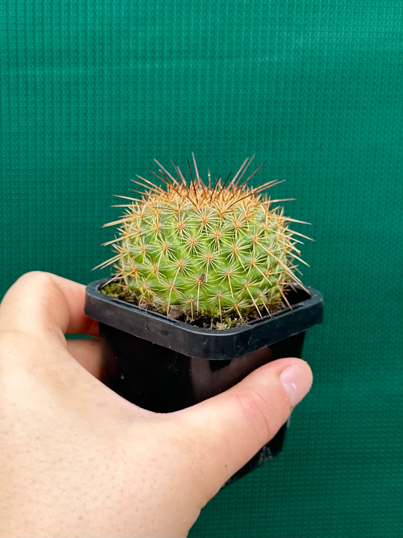 Mammillaria ‘Ginsa Maru’ NEW