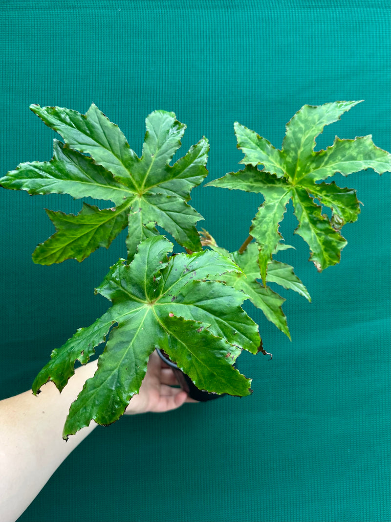 Begonia ‘RB Hybrid 456’