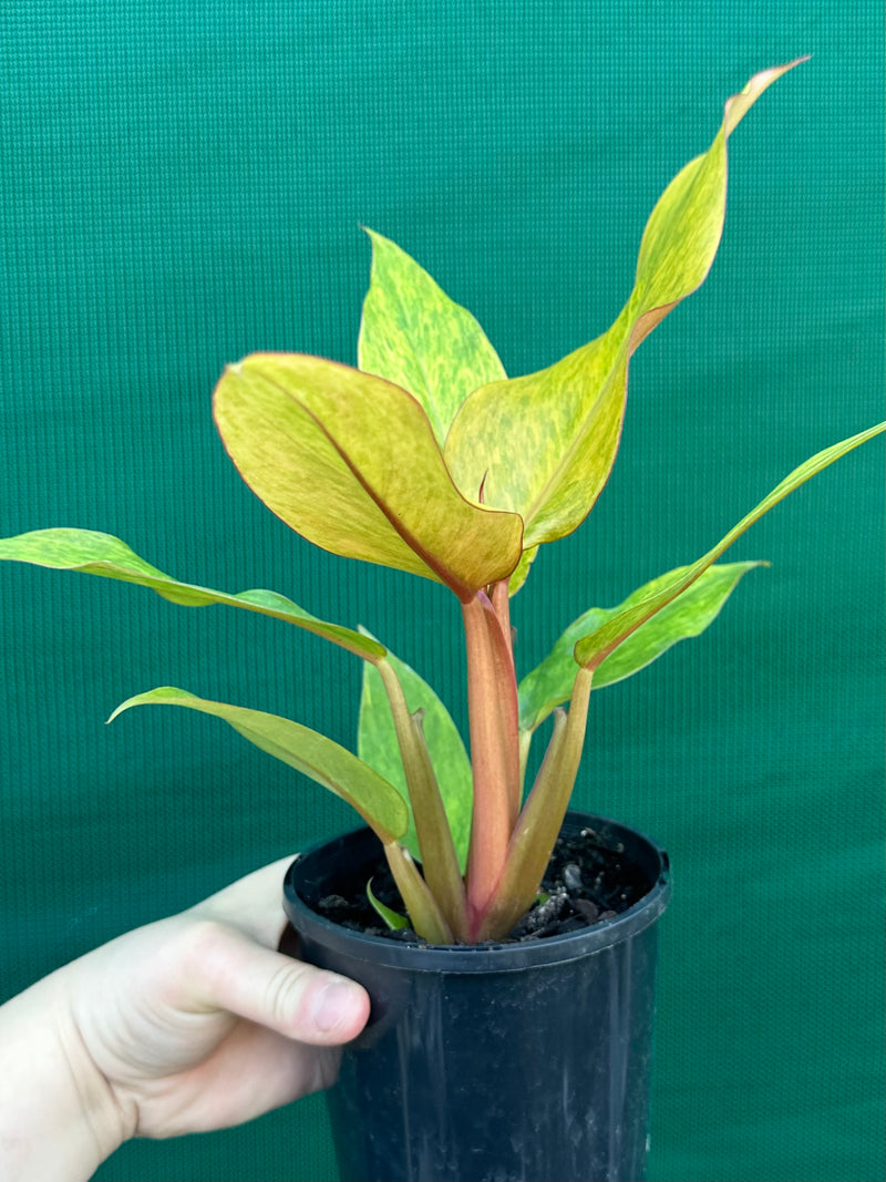 Philodendron ‘Orange Marmalade’ NEW