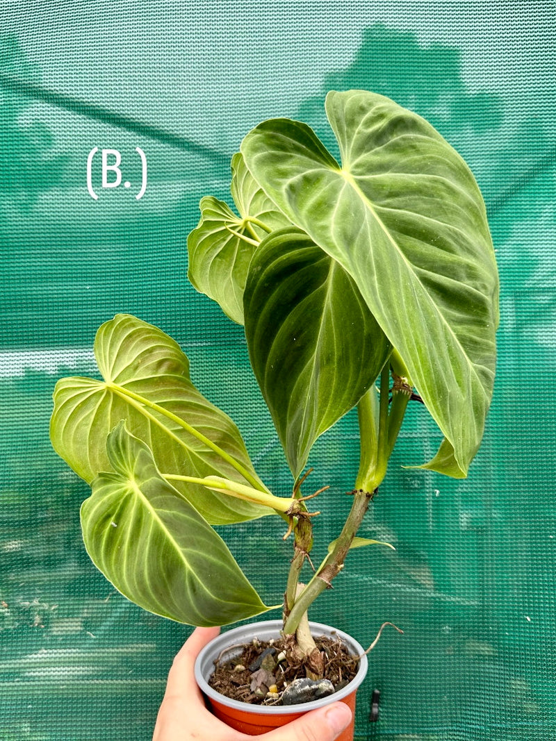 Philodendron ‘Splendid’ (Melanochrysum x Verrucosum)