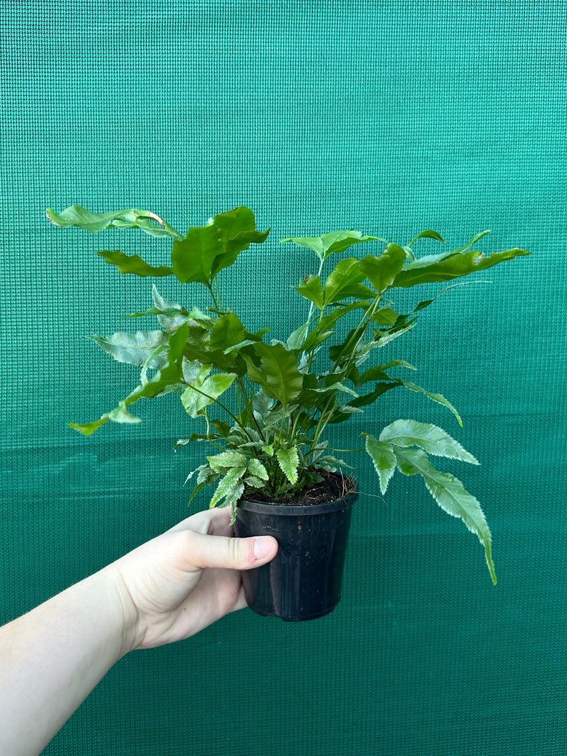 Pteris Fern Unknown 5