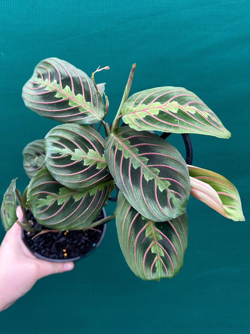 Maranta Leuconeura NEW
