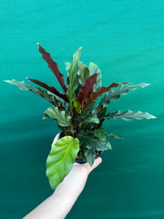 Calathea rufibarba NEW