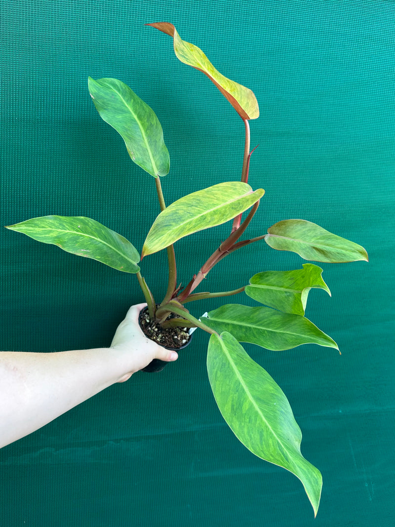 Philodendron ‘Autumn Queen’