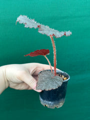 Begonia U485