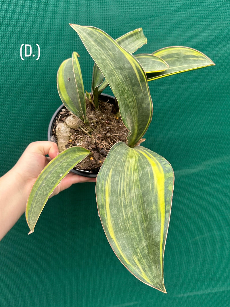 masoniana variegata NEW
