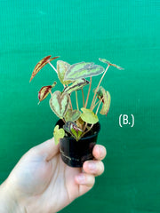 Begonia Dinhdui