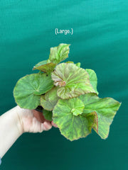 Begonia ‘Elsie Zilm’ NEW