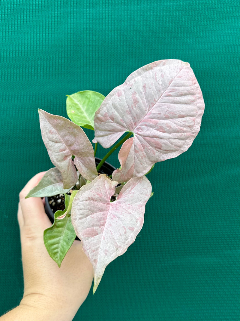 Syngonium ‘Pink Spot’