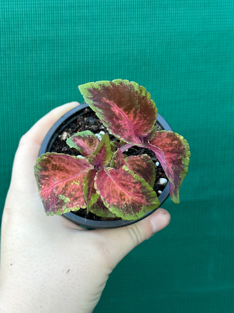Coleus NOID 3