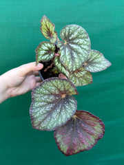 Begonia ‘Fairy Mist’ NEW