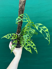 Monstera obliqua (Peru Form)