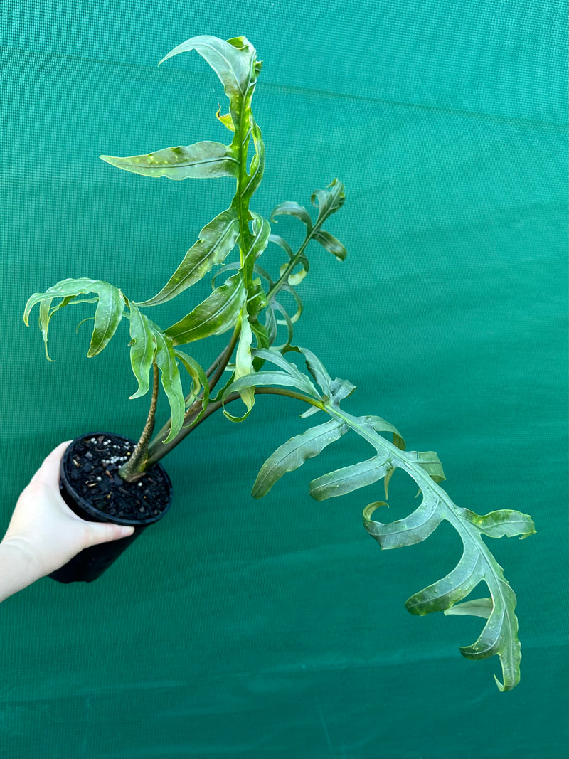 Alocasia brancifolia NEW