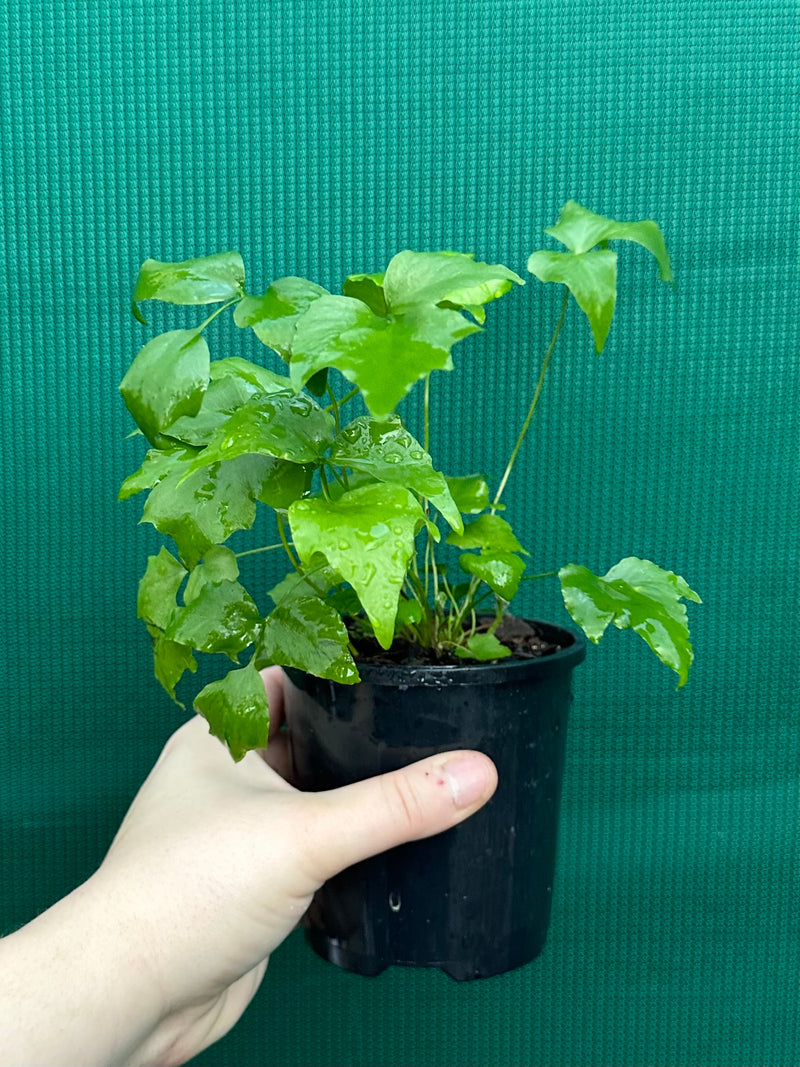 Cyrtomium falcatum rochfordianum ‘Shiny Holly’ NEW