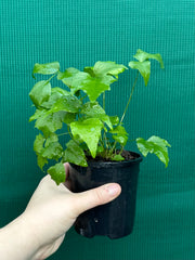 Cyrtomium falcatum rochfordianum ‘Shiny Holly’ NEW