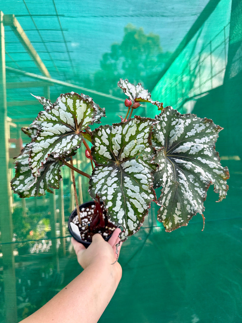 Begonia ‘Emerald Ice’